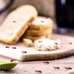 How to get rid of ants quickly and efficiently ants on a kitchen worktop over a loaf of bread